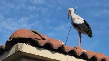 Leyleğin İstanbul'da boynundaki okla göç yolculuğu