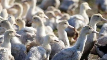 Macaristan'da kuş gribi nedeniyle 93 bin ördek itlaf edildi