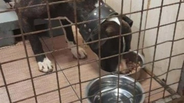 Maltepe'deki pitbull saldırısı; köpeğin sahipsiz olmadığı ortaya çıktı