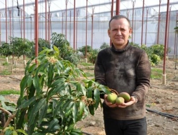 Mango ekeni zengin ediyor! Bahçede 40, markette 80 liradan satılıyor