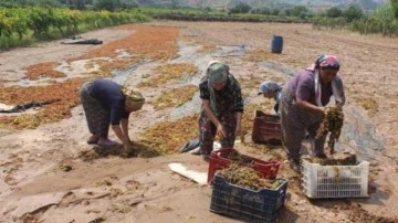 Manisa&rsquo;da tonlarca üzümü sel suları götürdü