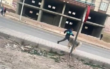 Mardin'de 4'ü çocuk 7 kişiyi ısıran sokak köpeği kuduz çıktı! Mahalle karantinaya alındı