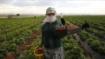 Mardin'de kooperatif kuran kadınlar günlük 800 kilogram çilek hasat ediyor