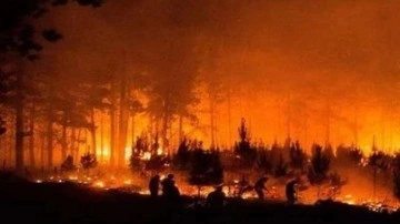 Meksika'da büyük orman yangını