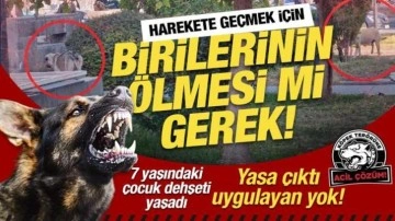 Mendil satarken köpeğin ısırdığı 7 yaşındaki Eyüp yaralandı