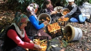 Mersin&rsquo;in sarı altını yenidünya üreticisini fiyatıyla sevindirdi