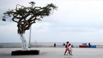 Mersin'in "simge ağacı"na zarar verilmesine ilişkin 3 sanığa dava açıldı