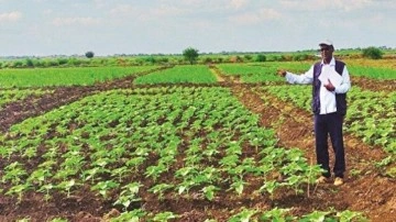 Milli tohum Sudan&rsquo;da çiçek açtı: Elde edilen ayçiçeği Türkiye&rsquo;de yağ olacak