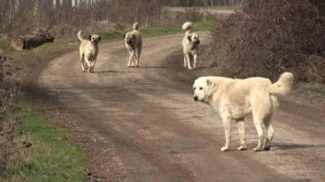 Motosiklet sürerken başıboş köpek saldırdı: 16 yaşındaki çocuk yaralandı