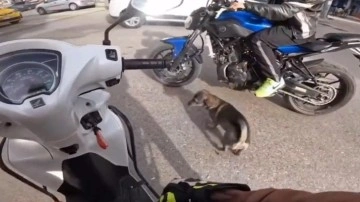 Motosiklet tutkunu 'Çiçek' isimli köpek sosyal medyada viral oldu