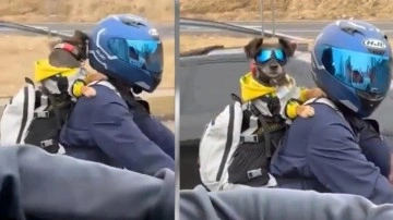 Motosiklete bindi, gözlüklerini taktı... O köpeğin havalı görüntüsü izleyenleri gülümsetti