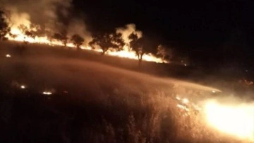 Muğla'da zeytinlik alanda çıkan yangın söndürüldü