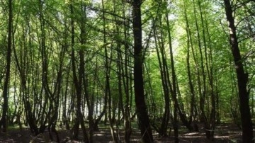 Muğla'daki bazı bölgelerde ormanlık alanlara giriş yasağı