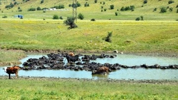 Muş'ta çobanlar sıcaktan bunalan mandaları nehir, gölet ve sulama kanallarında serinletiyor
