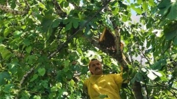 Oğul veren arılar şehri bastı