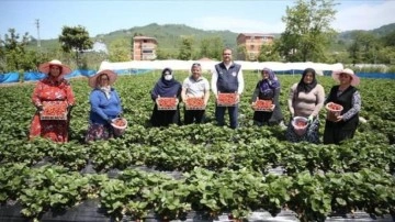 Ordu'da çilek üretimi yaklaşık 5 kat arttı