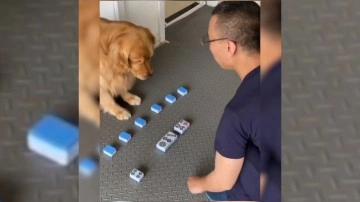 Oyunu ustalıkla oynayan köpeğin zekası hayran bıraktı. O paylaşım sosyal medyada viral oldu