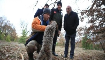 Özel eğitimli köpeklerle aranan 'kralların yiyeceği' dünyaya satılıyor