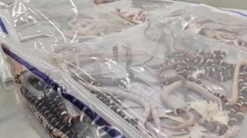 Pantolonuna sakladığı 104 yılanla Çin'e girmeye çalıştı