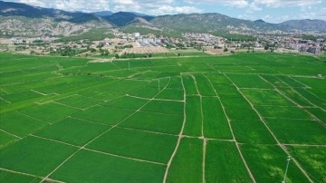 Pirinçte marka olan Osmancık'ta 20 bin ton çeltik rekoltesi bekleniyor