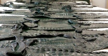 Polonya'da ticareti yasak 42 adet timsah derisi ele geçirildi