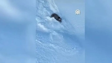 Rize'de karda yuvarlanan ayı kameraya böyle yansıdı