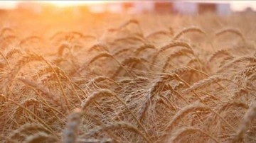 Rusya'dan tahıl krizinin çözümü için "yaptırımları kaldırın" önerisi