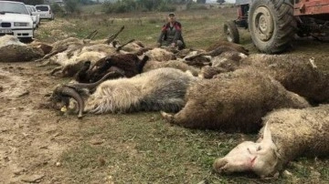 Sahipsiz köpekler dehşet saçtı: 41 hayvan telef oldu