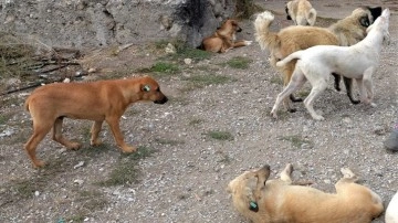 Sahipsiz köpeklerin saldırdığı profesör tazminat davasını kazandı