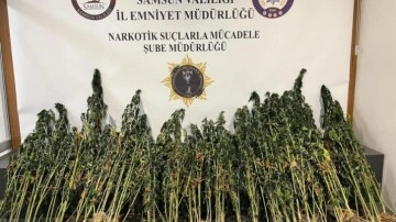 Samsun'da 178 kök kenevir bitkisi ele geçirildi