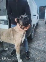 Sarıyer'de bahisle köpek dövüşü: 25 gözaltı!