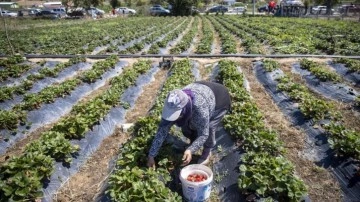 Satın alacakları çileği 1000 rakımdaki tarlada elleriyle topluyorlar