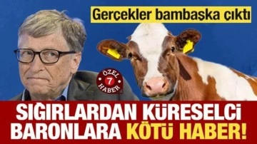 Sığırlardan küreselci baronlara kötü haber! Gerçekler bambaşka çıktı