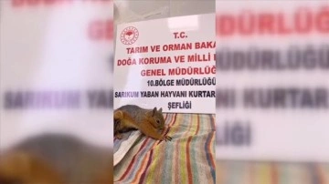 Sinop'ta sincap yavrusu havuçla beslenerek sağlığına kavuşturuluyor