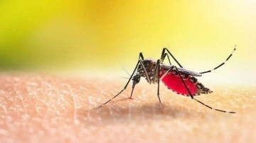 Sivrisinek ısırıklarında doğru bilinen yanlışlar: Sakın sinek ısırığına bunu sürmeyin!