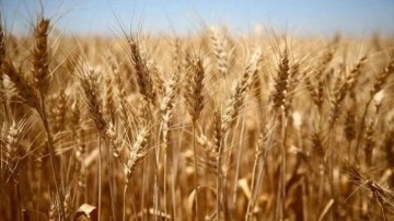 Tahıl koridoru anlaşmasıyla buğday fiyatlarında düşüş