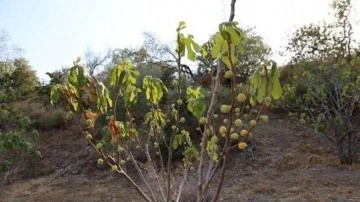 Tarımda kuraklık alarmı: Milyonlarca incir ağacı kuruyabilir