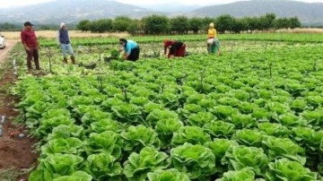 Tarlada yeşillik fiyatları tabana düştü