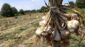 Taşköprü sarımsağının hasadına başlandı