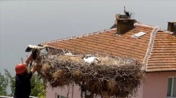 Tedavi sonrası yuvaya bırakılan "Yaren" leyleğin yavrusu tekrar yuvadan alındı