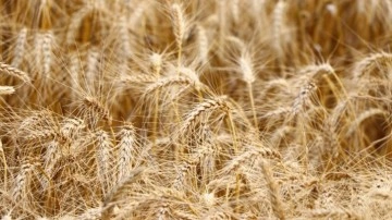 Tekirdağ'da erkenci buğday çeşitlerinden yüksek verim elde edildi
