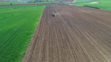 Tekirdağ'da 3 ton yerli hibrit ayçiçeği tohumu ekildi