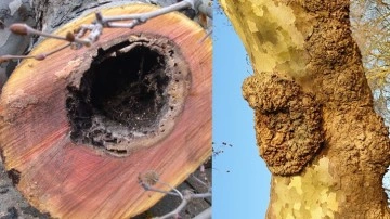 TEMA'dan İstanbul'da kesilen çınar ağaçlarıyla ilgili açıklama meğer kanser olmuşlar