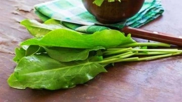 Tere otu nasıl tüketilir, terenin faydaları nelerdir? Tere otu kaynatıp içmek...