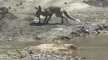 Tilki ile yılanın hayatta kalma savaşı! Saniye saniye o anlar