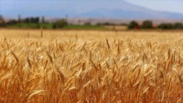 TMO, bu sezon üreticilerden 1 milyon tonun üzerinde buğday ve arpa aldı