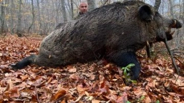 Tokat’ta avcılar 459 kilo ağırlığında domuz avladı