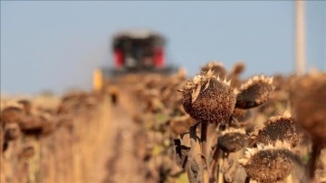 Trakya'da aşırı sıcak ve kuraklık, ayçiçeğinde verimi düşürdü