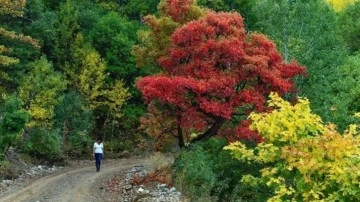 Tunceli'de ormanlarda ateş yakılması yasaklandı