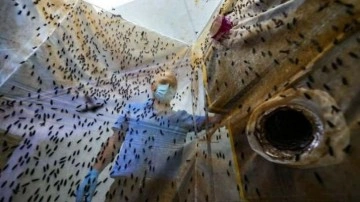 Türk bilim insanı sinekten üretti! Azerbaycan ve Avrupa'dan talep ediliyor